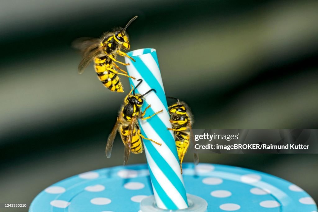 German wasps (Vespula germanica), three animals on drinking straw from Becher, Germany