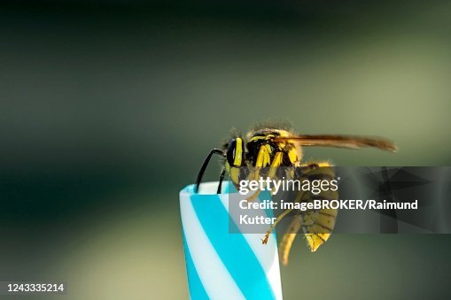 German wasps (Vespula germanica), on drinking straw, Germany German wasps (Vespula germanica), on drinking straw, Germany
