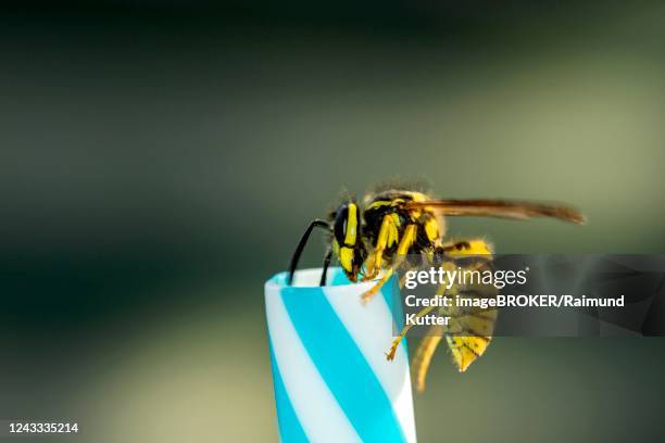 german wasps (vespula germanica), on drinking straw, germany - wespe stock-fotos und bilder