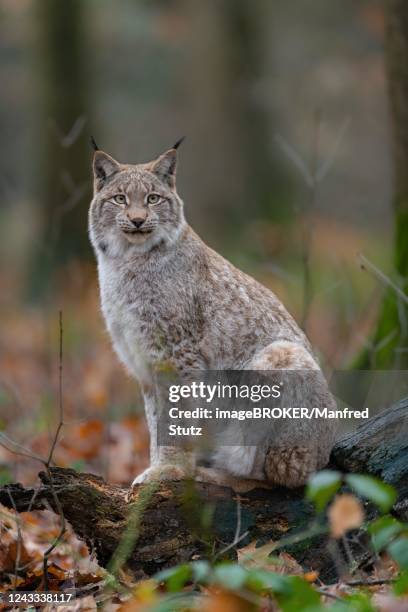 lynx (lynx lynx), sitting, captive, germany - eurasian lynx stock pictures, royalty-free photos & images