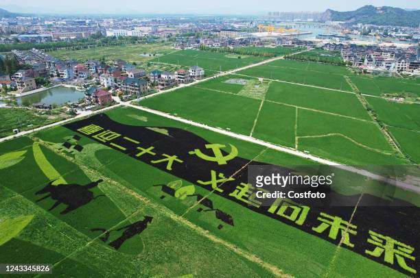 An aerial photo shows agricultural colored rice paintings on a rice field in Hangzhou, Zhejiang Province, China, Sept 19, 2022.