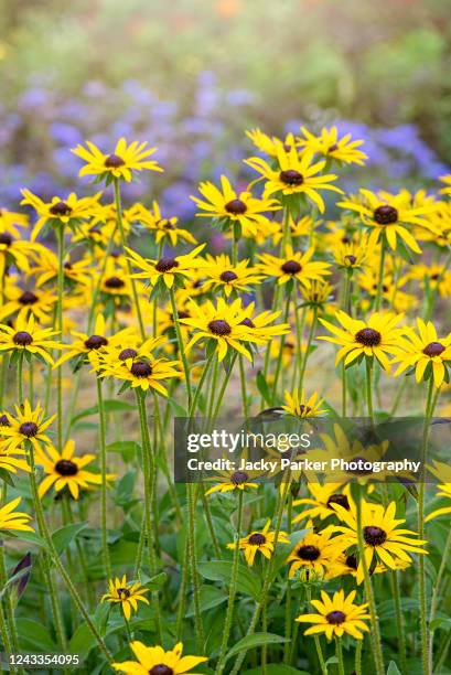 beautiful summer flowering, yellow rudbeckia fulgida var. sullivantii 'goldsturm' black-eyed susan flowers - black eyed susan stockfoto's en -beelden