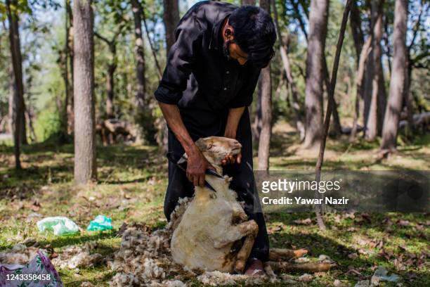 Kashmiri worker shears a sheep on September 19, 2022 in Pulwom sout of Srinagar, Indian administered Kashmir, India.