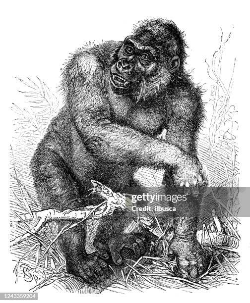 antique illustration: gorilla - gorilla stock illustrations