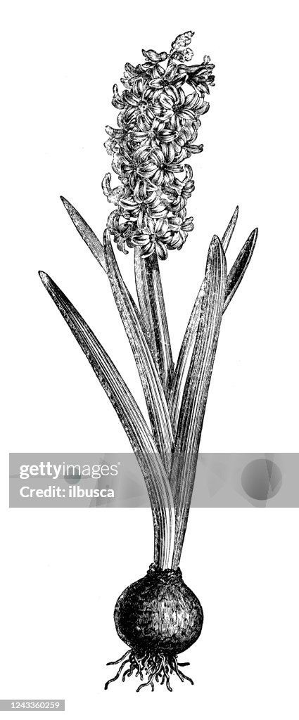 Antique botany illustration: Hyacinthus