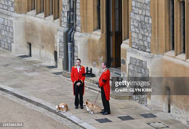 The Queen's corgis, Muick and Sandy are walked inside Windsor Castle on September 19 ahead of the Committal Service for Britain's Queen Elizabeth II.