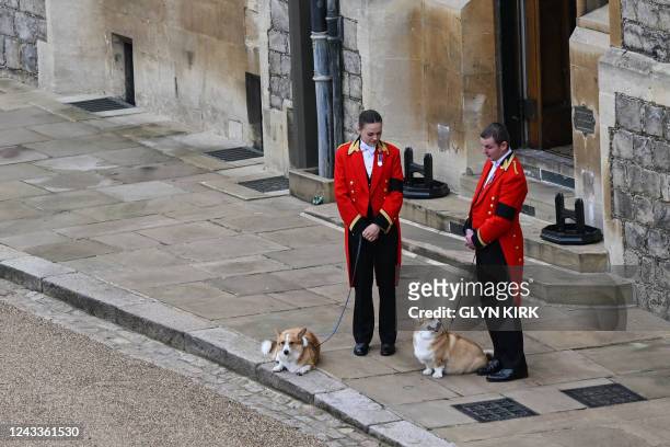 The Queen's corgis, Muick and Sandy are walked inside Windsor Castle on September 19 ahead of the Committal Service for Britain's Queen Elizabeth II.