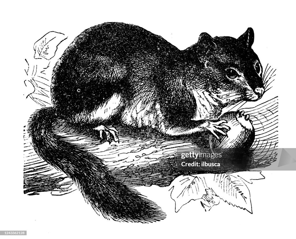 Antique illustration: dormouse (Glis glis)