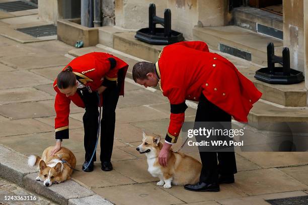 The royal corgis await the cortege on the day of the state funeral and burial of Britain's Queen Elizabeth, at Windsor Castle on September 19, 2022...