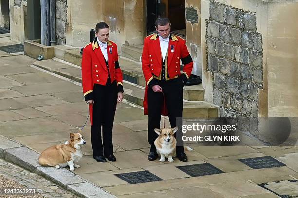 The Queen's corgis, Muick and Sandy are walked inside Windsor Castle on September 19 ahead of the Committal Service for Britain's Queen Elizabeth II.