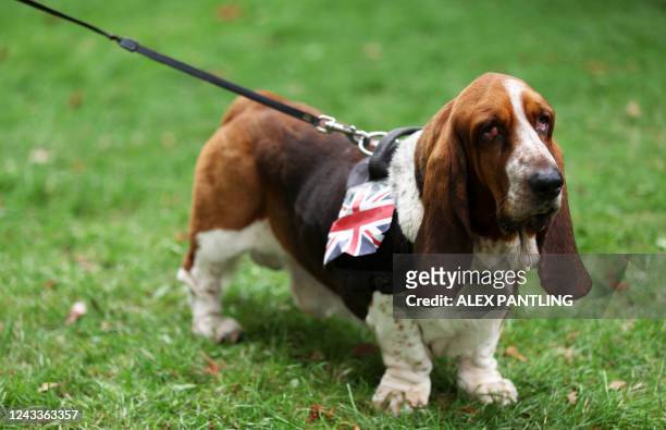 Basset Hound with a Union Jack flag attached to its lead is seen on September 19, 2022 in Windsor, England during Committal Service for Britain's...