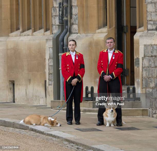 The corgis of Queen Elizabeth II, Muick and Sandy seen in the grounds before the Committal Service for Queen Elizabeth II held at St George's Chapel...