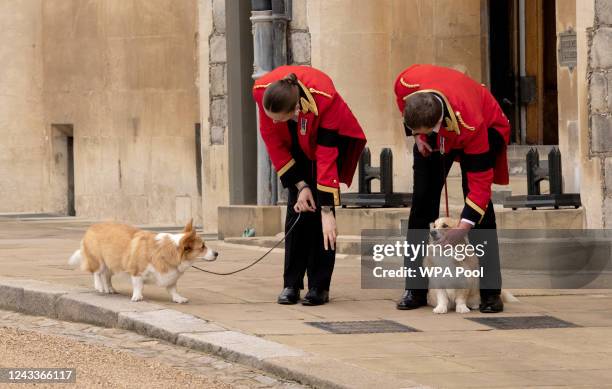 The corgis of Queen Elizabeth II, Muick and Sandy seen in the grounds before the Committal Service for Queen Elizabeth II held at St George's Chapel...