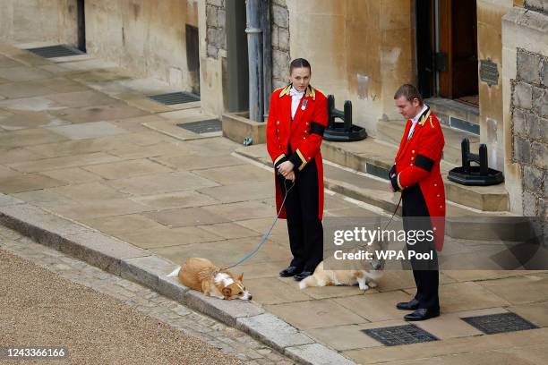 The royal corgis await the cortege ahead of the Committal Service for Queen Elizabeth II held at St George's Chapel, Windsor Castle on September 19,...