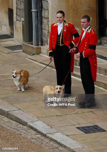 The royal corgis await the cortege ahead of the Committal Service for Queen Elizabeth II held at St George's Chapel, Windsor Castle on September 19,...