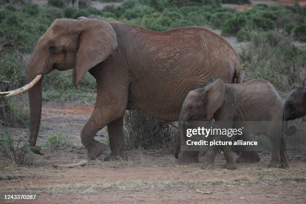 August 2022, Kenya, Tsavo: An adult elephant and a baby elephant walk through Tsavo East National Park. Tsavo East is considered the largest national...