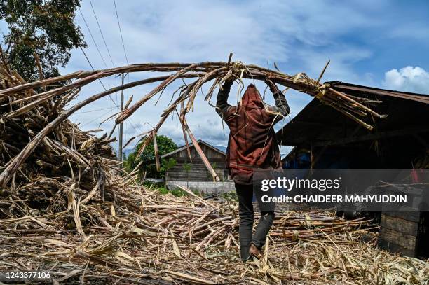 This photo taken on September 19, 2022 shows a worker carrying sugar cane to produce brown sugar at a home industry in Ketol, central of Aceh...