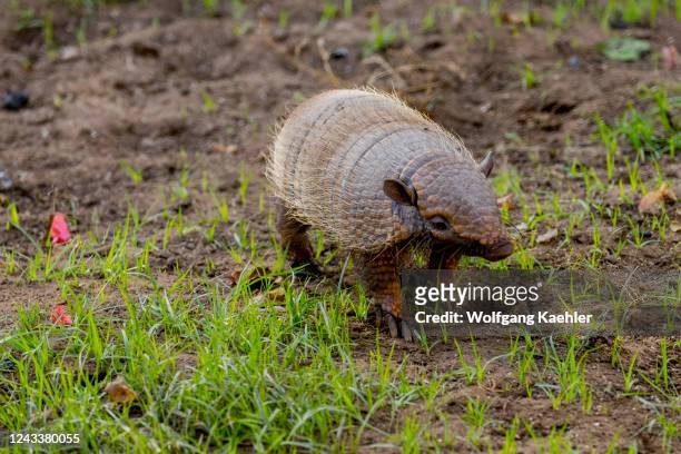 Six-banded armadillo , also known as the yellow armadillo, at the Aguape Lodge in the Southern Pantanal, Mato Grosso do Sul, Brazil.
