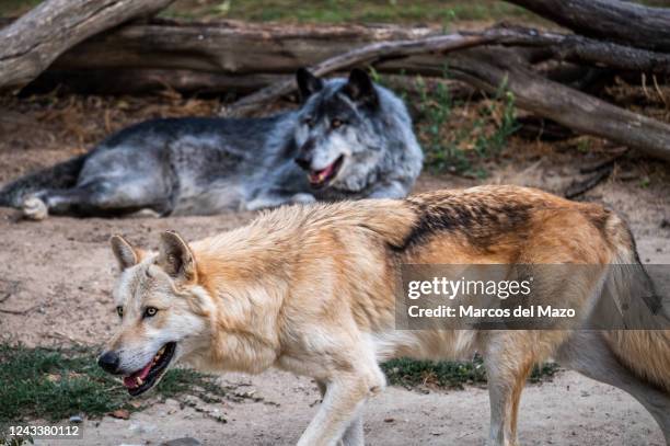 Gray wolves pictured in their enclosure at the Madrid Zoo.