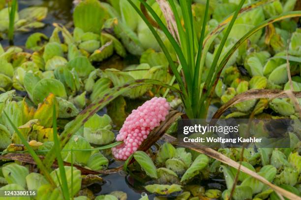 Pink Apple snail eggs on aquatic plants in a wetland near the Piuval Lodge in the Northern Pantanal, State of Mato Grosso, Brazil.