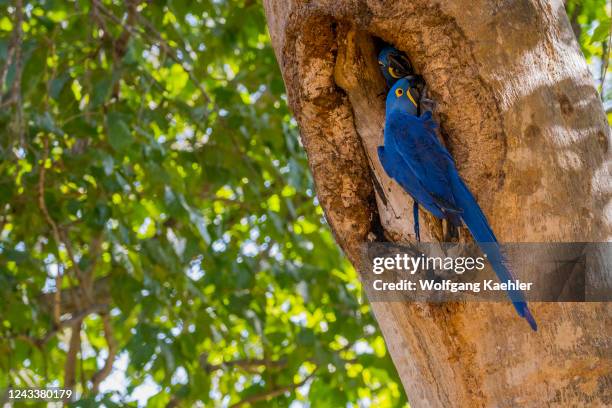 Hyacinth macaws at their nest constructed in a tree cavity at the Aymara Lodge in the Northern Pantanal, State of Mato Grosso, Brazil.