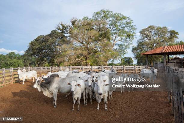 Nelore cattle in a corral near Baiazinha Lodge in the Northern Pantanal, State of Mato Grosso, Brazil.