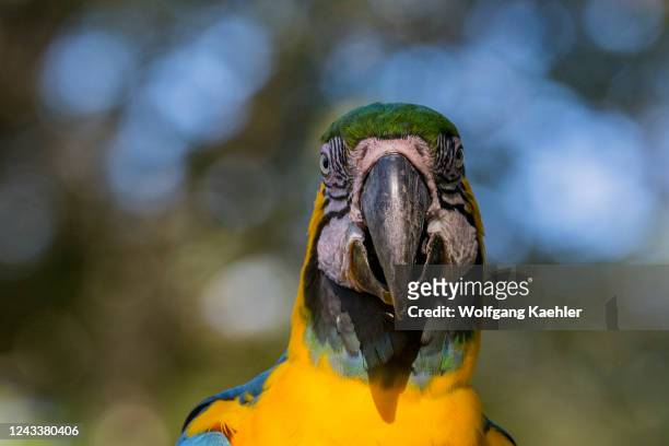 Portrait of a blue-and-yellow macaw , also known as the blue-and-gold macaw, at the Aymara Lodge in the Northern Pantanal, State of Mato Grosso,...