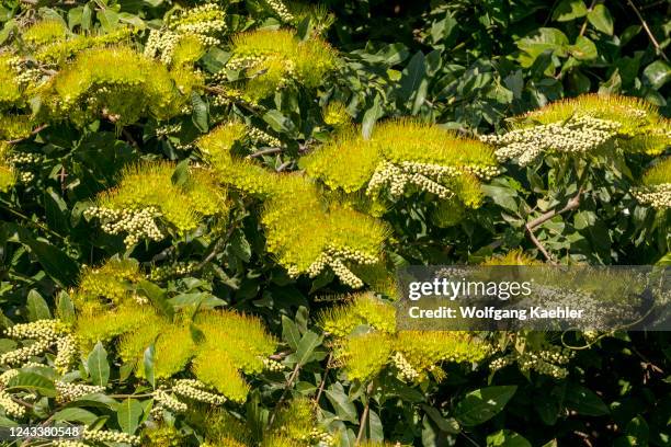 View of a flowering Combretum lanceolatum Pohl., a shrubby neotropical Combretaceae bush near the Piuval Lodge in the Northern Pantanal, State of...