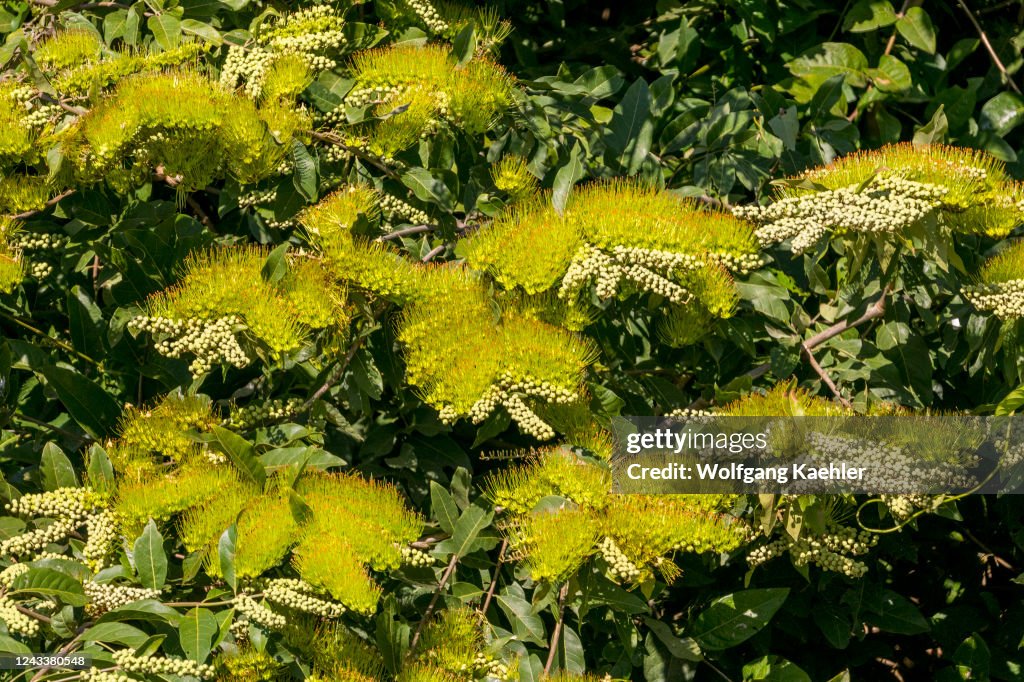 View of a flowering Combretum lanceolatum Pohl., a shrubby...