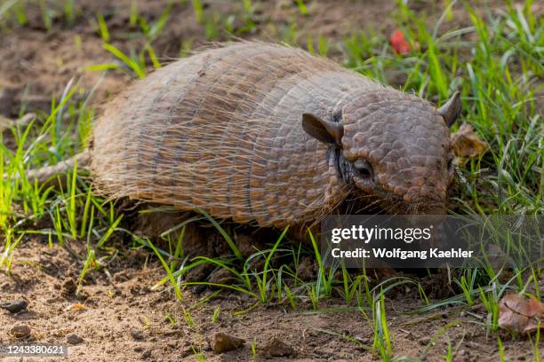 Six-banded armadillo , also known as the yellow armadillo, at the Aguape Lodge in the Southern Pantanal, Mato Grosso do Sul, Brazil.