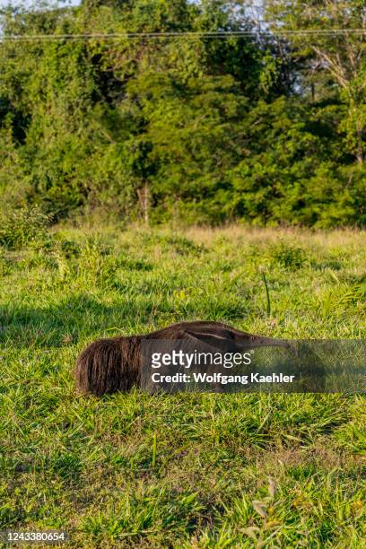 An endangered Giant anteater looking for food in the savannah near the Aguape Lodge in the Southern Pantanal, Mato Grosso do Sul, Brazil.