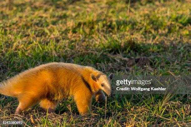 Southern Tamandua in the evening light is looking for food in the savannah near the Aguape Lodge in the Southern Pantanal, Mato Grosso do Sul, Brazil.