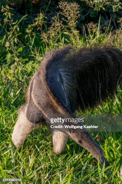 Close-up of an endangered Giant anteater looking for food in the savannah near the Aguape Lodge in the Southern Pantanal, Mato Grosso do Sul, Brazil.