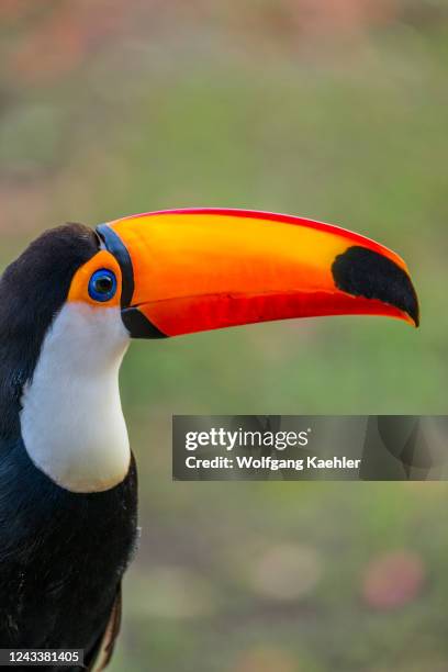 Portrait of a Toco toucan at the Aguape Lodge in the Southern Pantanal, Mato Grosso do Sul, Brazil.