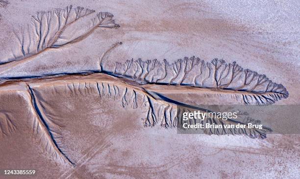 Ejido Indiviso, Baja California Tentacles formed by the ebb and flow of tides etch a pattern into mud in the Colorado River Delta Wednesday, March...
