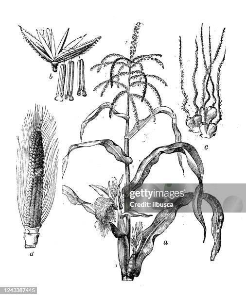 Corn Stack Drawing 319 Corn Stalk Drawing High Res Illustrations - Getty Images