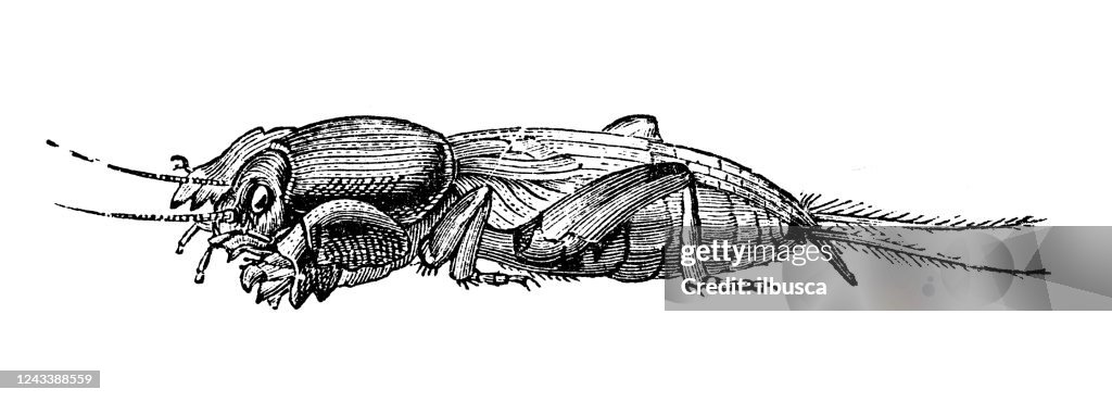 Antique illustration: Mole cricket