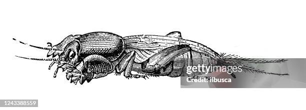 antique illustration: mole cricket - mole stock illustrations