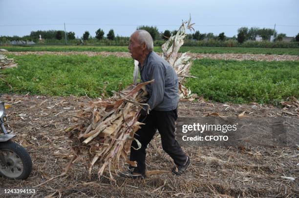 An 82-year-old man carries corn stover in Yangzhuang village, Fuyang City, Anhui Province, China, Sept 20, 2022. It is predicted that the elderly...