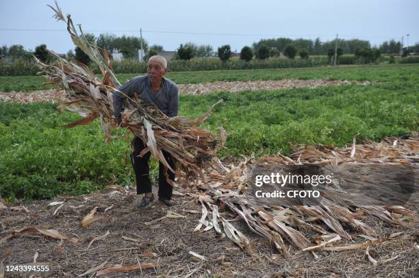 An 82-year-old man carries corn stover in Yangzhuang village, Fuyang City, Anhui Province, China, Sept 20, 2022. It is predicted that the elderly...