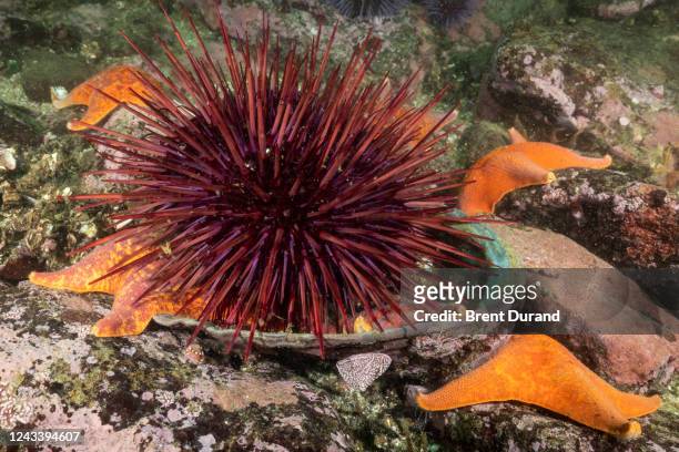 red sea urchin eating abalone - batstar stock pictures, royalty-free photos & images