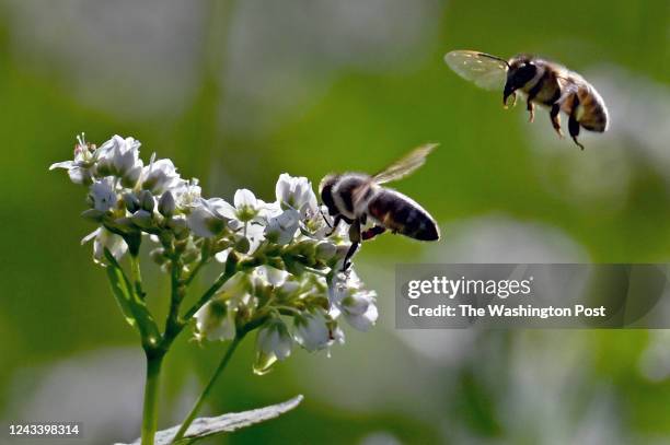 The buckwheat flowers are popular with bees on a farm in Ashton, Maryland on August 27, 2022. The bees are being raised in what's called "Darwinian...