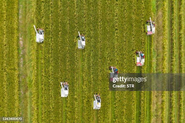 This aerial photo taken on September 20, 2022 shows farmers harvesting rice in a paddy during harvest season in Taizhou, in China's eastern Jiangsu...