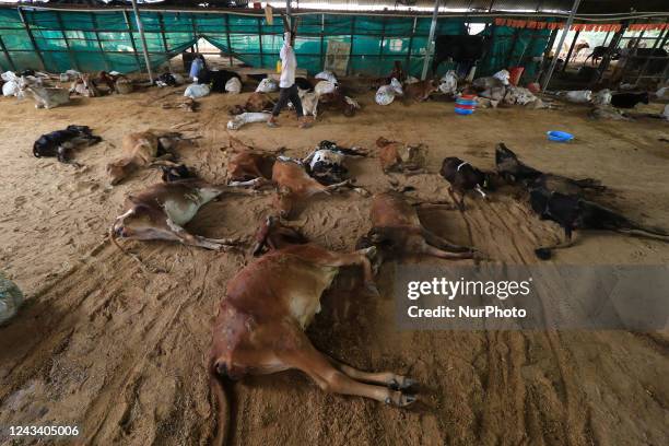 Workers remove dead cows after lumpy skin disease outbreak in cattle, at a Cowshed , in Jaipur , Rajasthan ,India, Wednesday, Sept 21,2022. Lumpy...