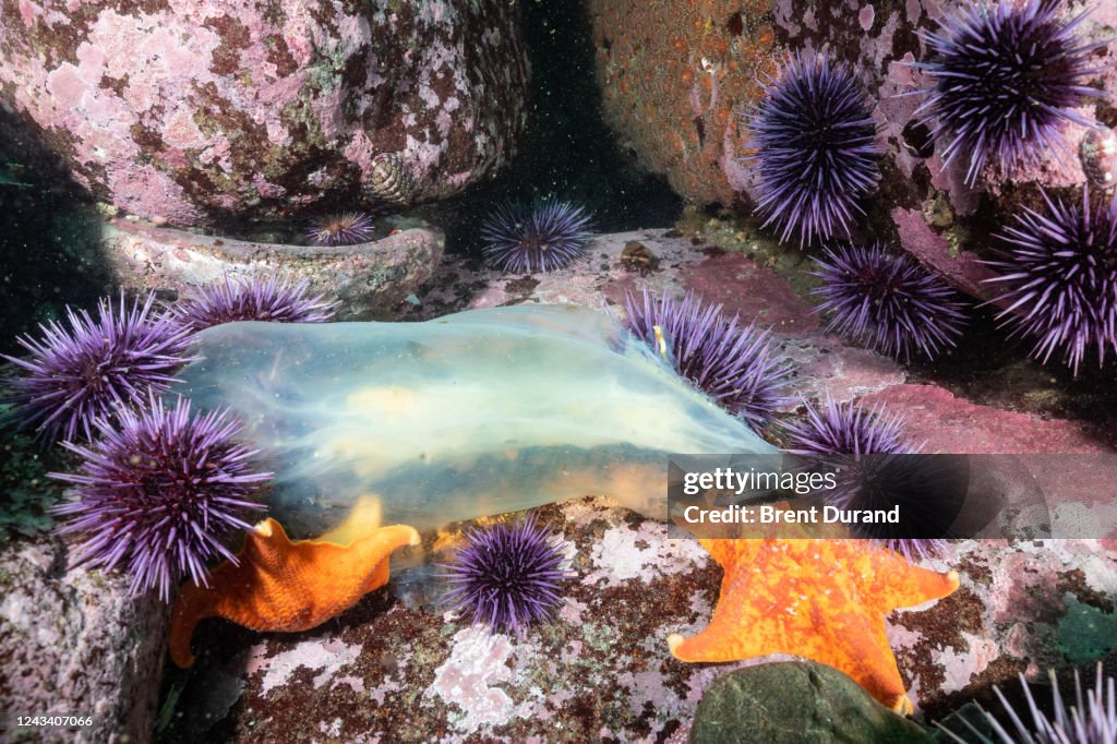 Purple Urchins & Starfish Feed on Jellyfish