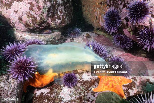 purple urchins & starfish feed on jellyfish - batstar stock pictures, royalty-free photos & images