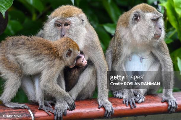 Group of wild macaques sit together at Woodlands waterfront park in Singapore on September 22, 2022.