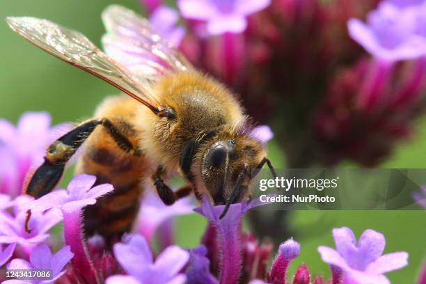 Honeybee drinking nectar from a flower in Markham, Ontario, Canada, on September 10, 2022.