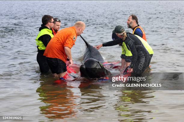 Rescuers release a stranded pilot whale back in the ocean at Macquarie Heads, on the west coast of Tasmania on September 22, 2022. - About 200 pilot...