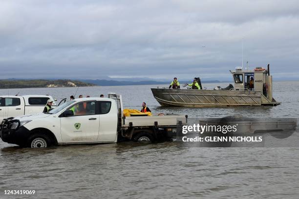 Rescuers release a stranded pilot whale back in the ocean at Macquarie Heads, on the west coast of Tasmania on September 22, 2022. - About 200 pilot...
